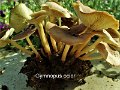 Gymnopus ocior-amf467